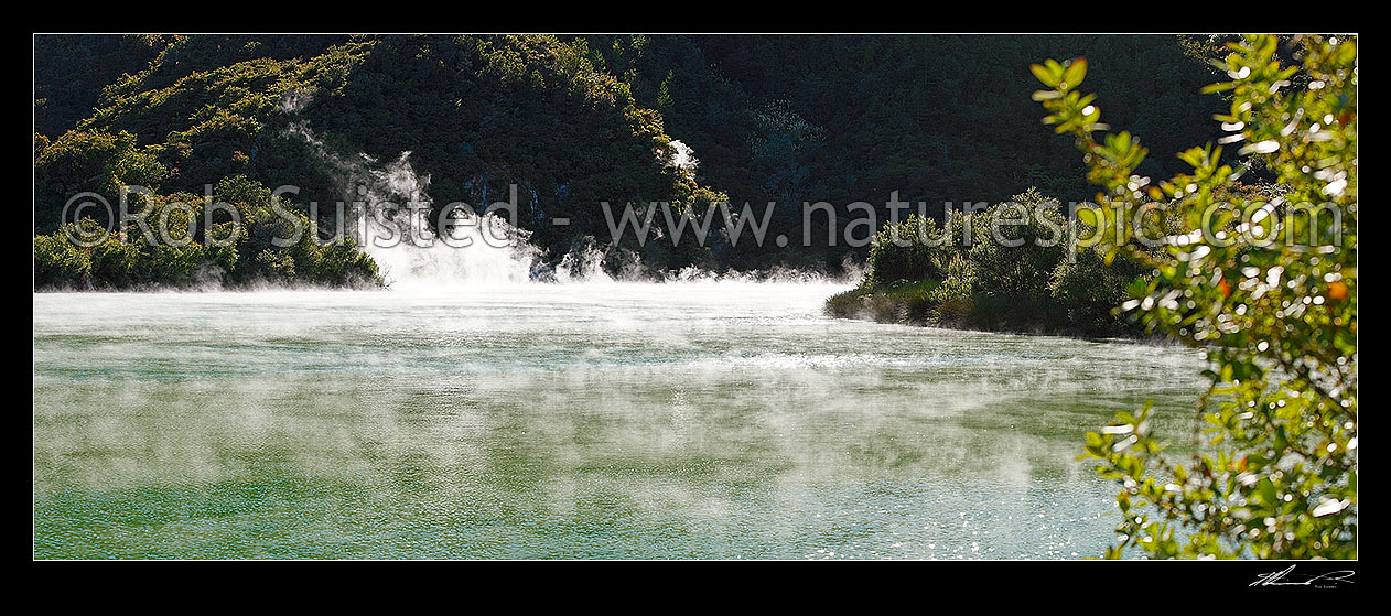 Image of Steam rising through bush from hotsprings on the shore of the geothermally active Lake Rotowhero (Green Lake). Panorama, Rotorua, Rotorua District, Bay of Plenty Region, New Zealand (NZ) stock photo image