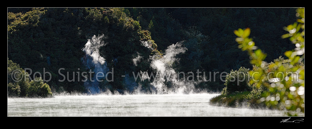 Image of Steam rising through bush from hotsprings on the shore of the geothermally active Lake Rotowhero (Green Lake). Panorama, Rotorua, Rotorua District, Bay of Plenty Region, New Zealand (NZ) stock photo image