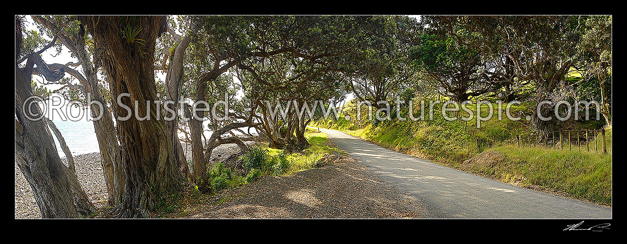 Image of Country road passing under shady coastal pohutukawa tree forest and through farmland on the Coromandel Peninsula. Port Jackson Road. Panorama, Cape Colville, Thames-Coromandel District, Waikato Region, New Zealand (NZ) stock photo image