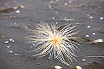 Tumbling seed head