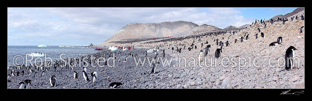 Image of Tourist visitors landing on volcanic Paulet Island amongst a very large Adelie Penguin (Pygoscelis adeliae) colony, from Silversea expedition cruises Ship Prince Albert II. Panorama, Paulet Island, Weddell Sea, Antarctica Region, Antarctica stock photo image