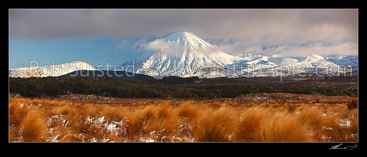 Image of Mount Ngauruhoe (2287m) and Mt Tongariro (1967m, right), with snow covered Rangipo desert and volcanic plateau. Red tussock (Chionochloa rubra) in foreground. Panorama, Tongariro National Park, Taupo District, Waikato Region, New Zealand (NZ) stock photo image