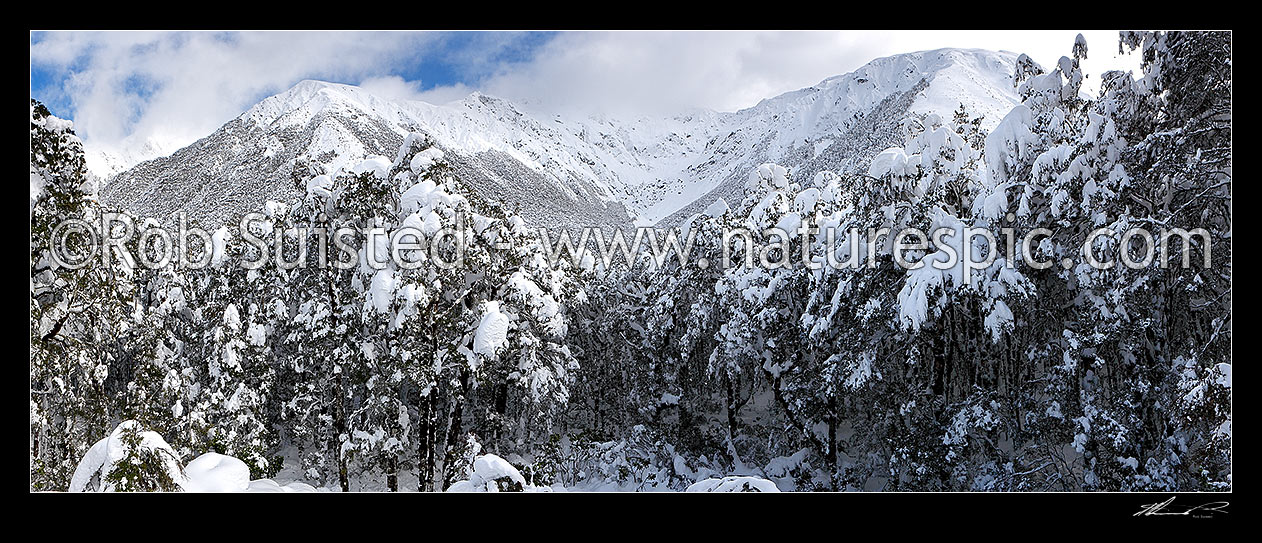 Image of Bealey River valley near Arthur's Pass summit under heavy winter snowfall. Panorama, Arthur's Pass National Park, Selwyn District, Canterbury Region, New Zealand (NZ) stock photo image