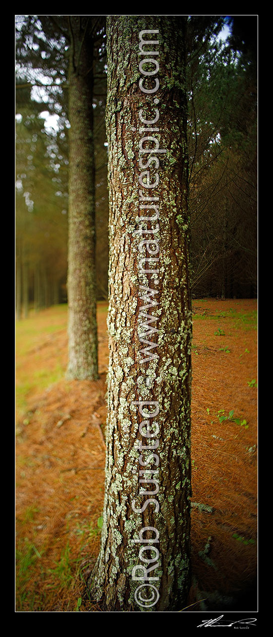 Image of Pine tree plantation timber production forest (Pinus radiata) with tree trunk and bark texture. Vertical panorama. Selective tilt-shift focus used in panorama, Taupo District, Waikato Region, New Zealand (NZ) stock photo image