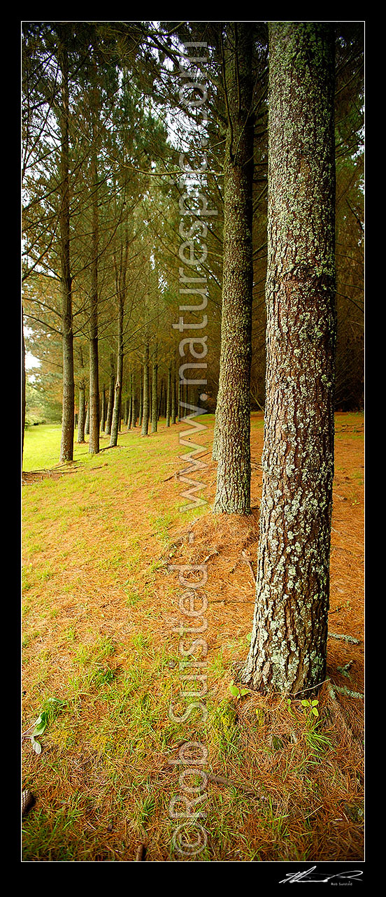 Image of Pine tree plantation timber production forest (Pinus radiata) with tree trunk and bark texture. Vertical panorama, Taupo District, Waikato Region, New Zealand (NZ) stock photo image