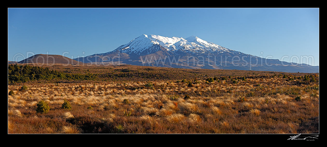 Image of Mount Ruapehu panorama. Looking across red tussock and invasive Heather (Calluna vulgaris) to the volcanic cone of Mt Ruapehu (2797m). Panorama, Tongariro National Park, Ruapehu District, Manawatu-Wanganui Region, New Zealand (NZ) stock photo image