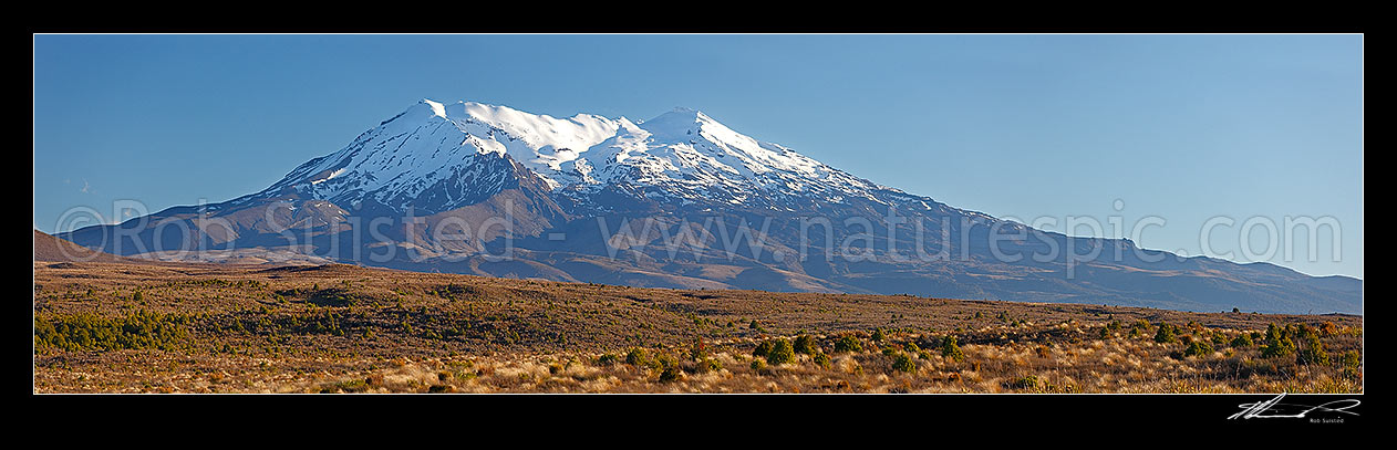 Image of Mount Ruapehu panorama. Looking across red tussock and invasive Heather (Calluna vulgaris) to the volcanic cone of Mt Ruapehu (2797m). Panorama, Tongariro National Park, Ruapehu District, Manawatu-Wanganui Region, New Zealand (NZ) stock photo image