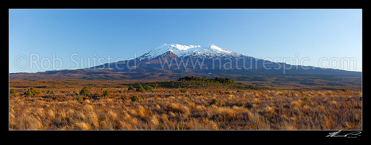 Image of Mount Ruapehu panorama. Looking across red tussock and invasive Heather (Calluna vulgaris) to the volcanic cone of Mt Ruapehu (2797m). The Chateau visible centre. Panorama, Tongariro National Park, Ruapehu District, Manawatu-Wanganui Region, New Zealand (NZ) stock photo image