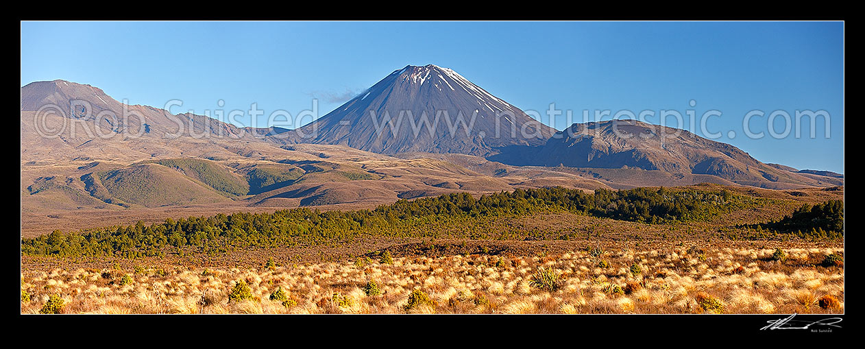 Image of Mount Ngauruhoe volcanic cone (2287m) with Pukekaikoire (1692m) at right. Panorama. Looking across red tussock and invasive Heather (Calluna vulgaris), Tongariro National Park, Ruapehu District, Manawatu-Wanganui Region, New Zealand (NZ) stock photo image