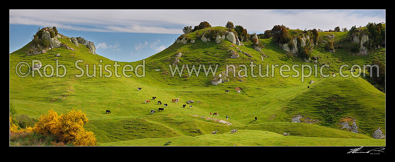 Image of Farmland rural panorama with sheep and cattle grazing amongst lush rolling hills and limestone outcrops, Pureora, Taupo District, Waikato Region, New Zealand (NZ) stock photo image