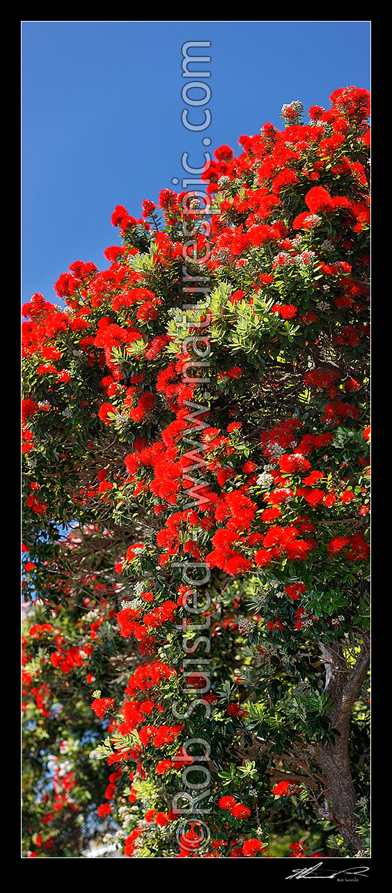 Image of Pohutukawa tree flowers (Metrosideros excelsa). Flowering at Christmas time. Known as New Zealand Xmas tree. Very large mural file. Vertical panorama, New Zealand (NZ) stock photo image