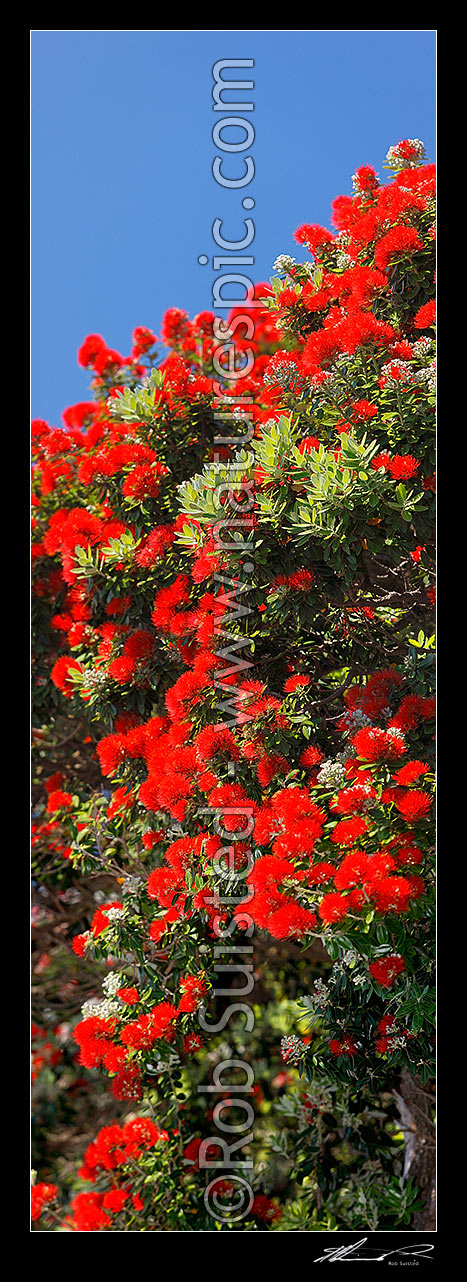 Image of Pohutukawa tree flowers (Metrosideros excelsa). Flowering at Christmas time. Known as New Zealand Xmas tree. Very large mural file. Vertical panorama, New Zealand (NZ) stock photo image