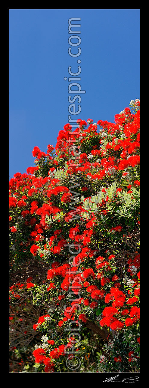 Image of Pohutukawa tree flowers (Metrosideros excelsa). Flowering at Christmas time. Known as New Zealand Xmas tree. Very large mural file. Vertical panorama, New Zealand (NZ) stock photo image