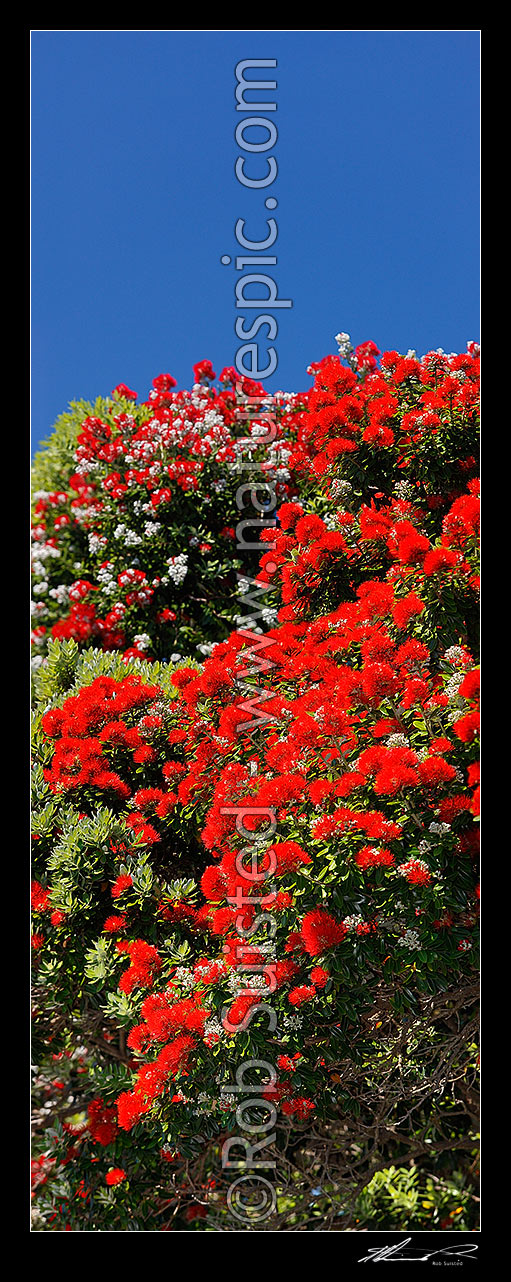 Image of Pohutukawa tree flowers (Metrosideros excelsa). Flowering at Christmas time. Known as New Zealand Xmas tree. Very large mural file. Vertical panorama, New Zealand (NZ) stock photo image