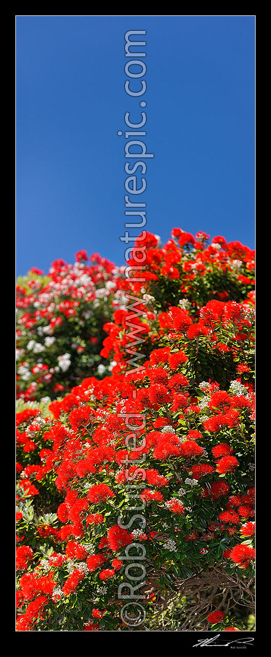 Image of Pohutukawa tree flowers (Metrosideros excelsa). Flowering at Christmas time. Known as New Zealand Xmas tree. Very large mural file. Vertical panorama, New Zealand (NZ) stock photo image