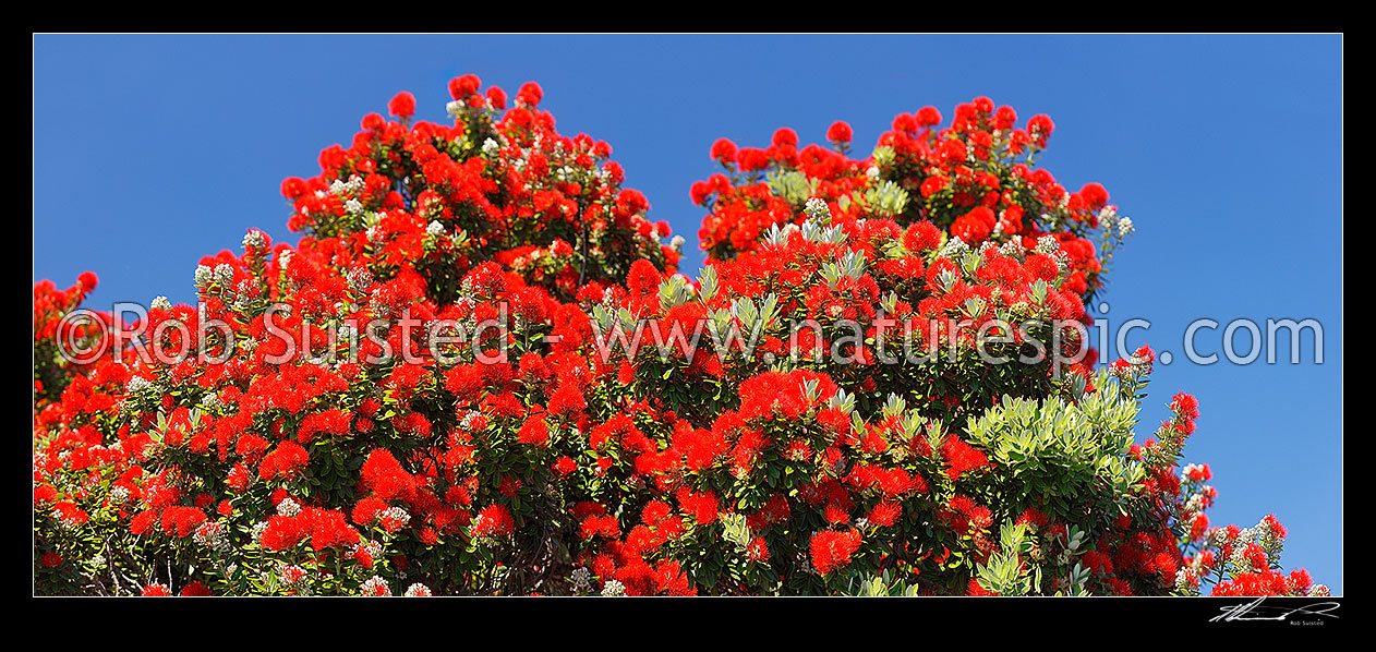 Image of Pohutukawa tree flowers (Metrosideros excelsa). Flowering at Christmas time. Known as New Zealand Xmas tree. Very large mural file. Panorama, New Zealand (NZ) stock photo image