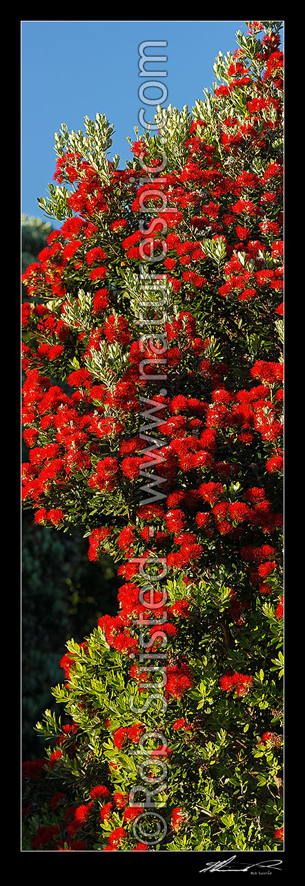 Image of Pohutukawa tree flowers (Metrosideros excelsa). Flowering at Christmas time. Known as New Zealand Xmas tree. Very large mural file. Vertical panorama, New Zealand (NZ) stock photo image