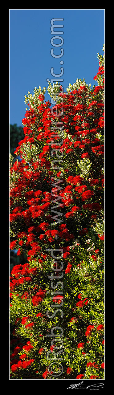 Image of Pohutukawa tree flowers (Metrosideros excelsa). Flowering at Christmas time. Known as New Zealand Xmas tree. Very large mural file. Vertical panorama, New Zealand (NZ) stock photo image