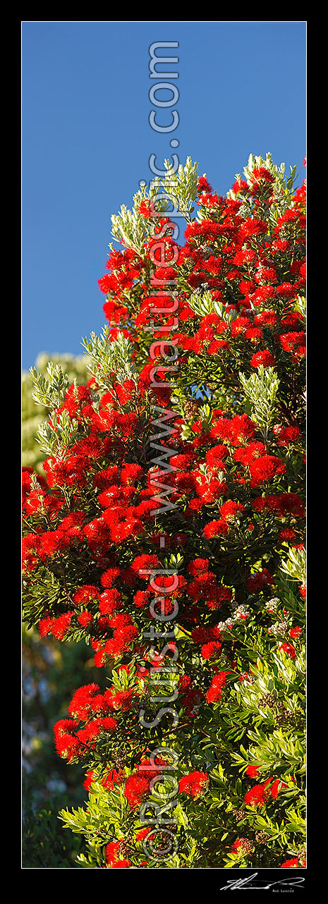 Image of Pohutukawa tree flowers (Metrosideros excelsa). Flowering at Christmas time. Known as New Zealand Xmas tree. Very large mural file. Vertical panorama, New Zealand (NZ) stock photo image