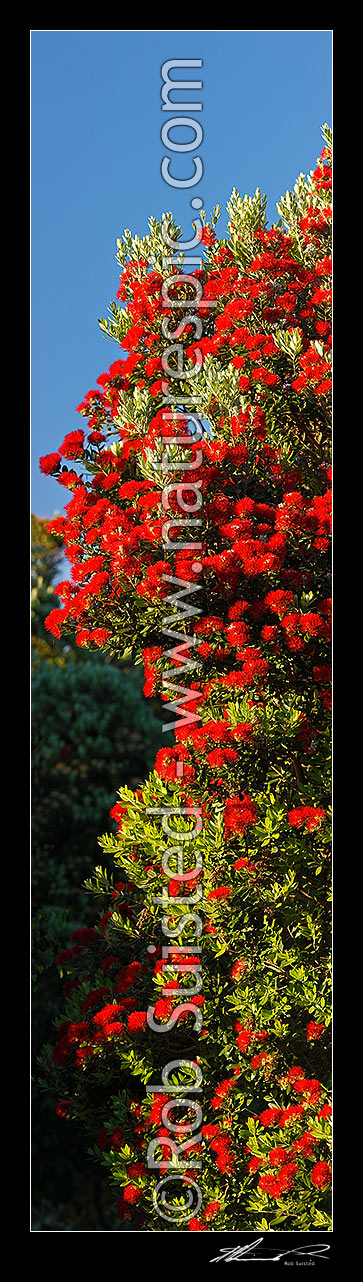 Image of Pohutukawa tree flowers (Metrosideros excelsa). Flowering at Christmas time. Known as New Zealand Xmas tree. Very large mural file. Vertical panorama, New Zealand (NZ) stock photo image