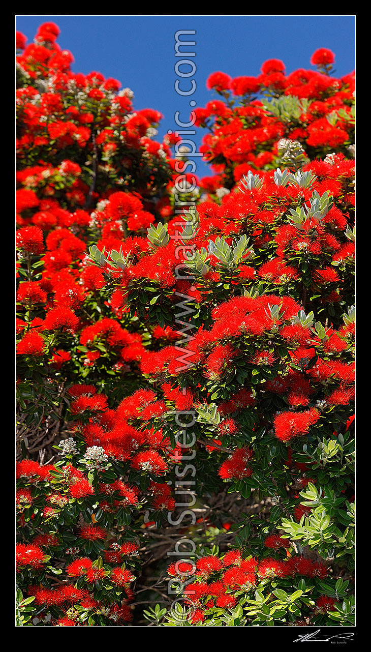 Image of Pohutukawa tree flowers (Metrosideros excelsa). Flowering at Christmas time. Known as New Zealand Xmas tree, New Zealand (NZ) stock photo image