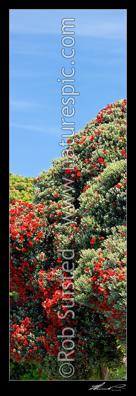 Image of Pohutukawa tree flowers (Metrosideros excelsa). Flowering at Christmas time. Known as New Zealand Xmas tree. Very large mural file. Vertical panorama, New Zealand (NZ) stock photo image