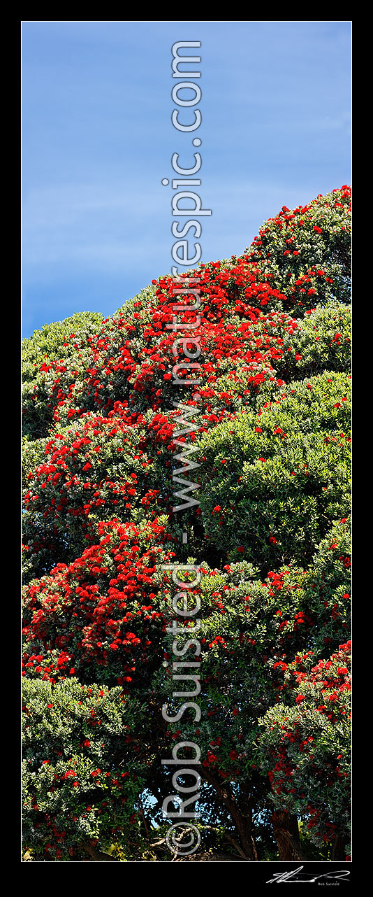 Image of Pohutukawa tree flowers (Metrosideros excelsa). Flowering at Christmas time. Known as New Zealand Xmas tree. Very large mural file. Vertical panorama, New Zealand (NZ) stock photo image