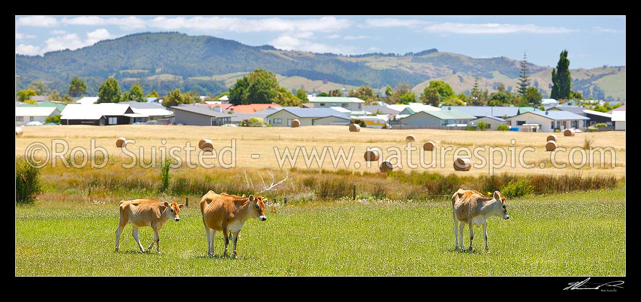 Image of Urban and suburban development encroaching on farmland. Cattle and hay padocks with new housing being built behind traditional farming area. Panorama, Cook's Beach, Coromandel Peninsula, Thames-Coromandel District, Waikato Region, New Zealand (NZ) stock photo image