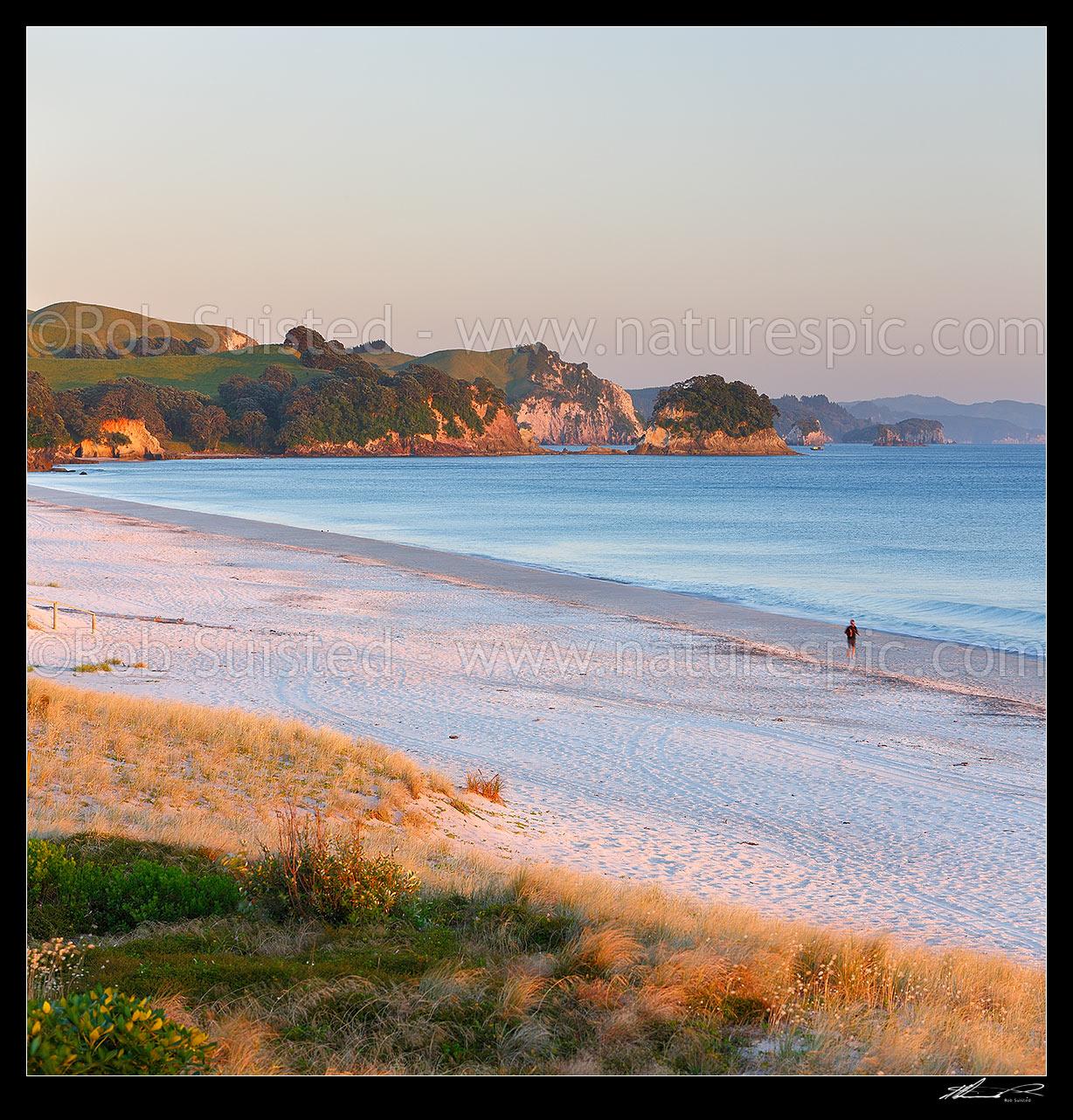 Image of Whiritoa Beach panorama at sunrise. Coromandel Peninsula. Square format, Whiritoa Beach, Thames-Coromandel District, Waikato Region, New Zealand (NZ) stock photo image