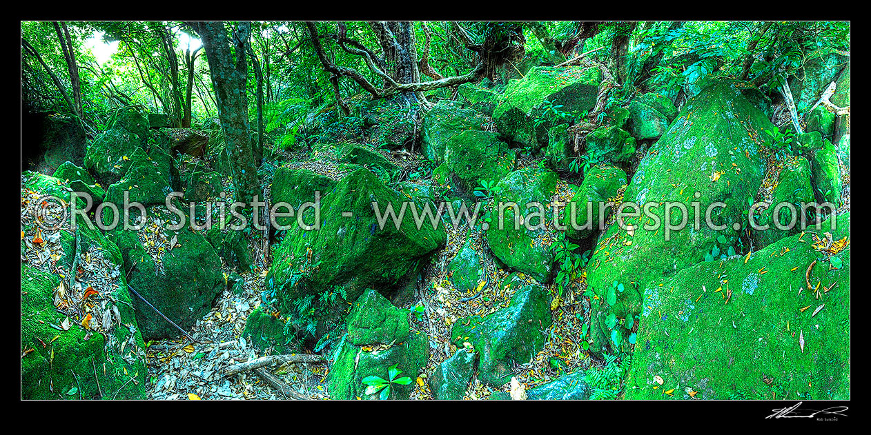 Image of Native forest interior. Coastal Broadleaf and rocks. Panorama, Hahei, Coromandel Peninsula, Thames-Coromandel District, Waikato Region, New Zealand (NZ) stock photo image