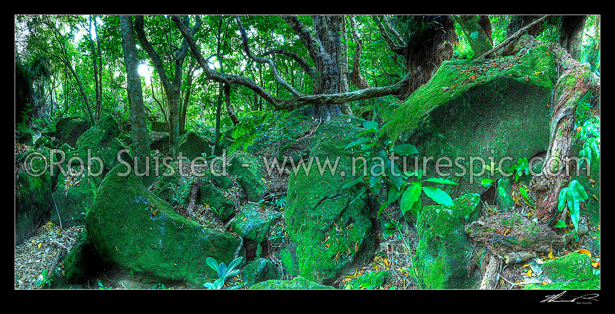 Image of Native forest interior. Coastal Broadleaf and rocks. Panorama, Hahei, Coromandel Peninsula, Thames-Coromandel District, Waikato Region, New Zealand (NZ) stock photo image