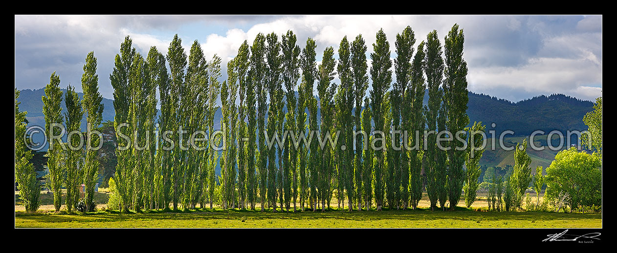 Image of Row of poplar trees planted as a windbreak on rural farmland. Panorama, Coromandel, Thames-Coromandel District, Waikato Region, New Zealand (NZ) stock photo image