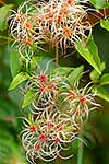 Old man's beard weed