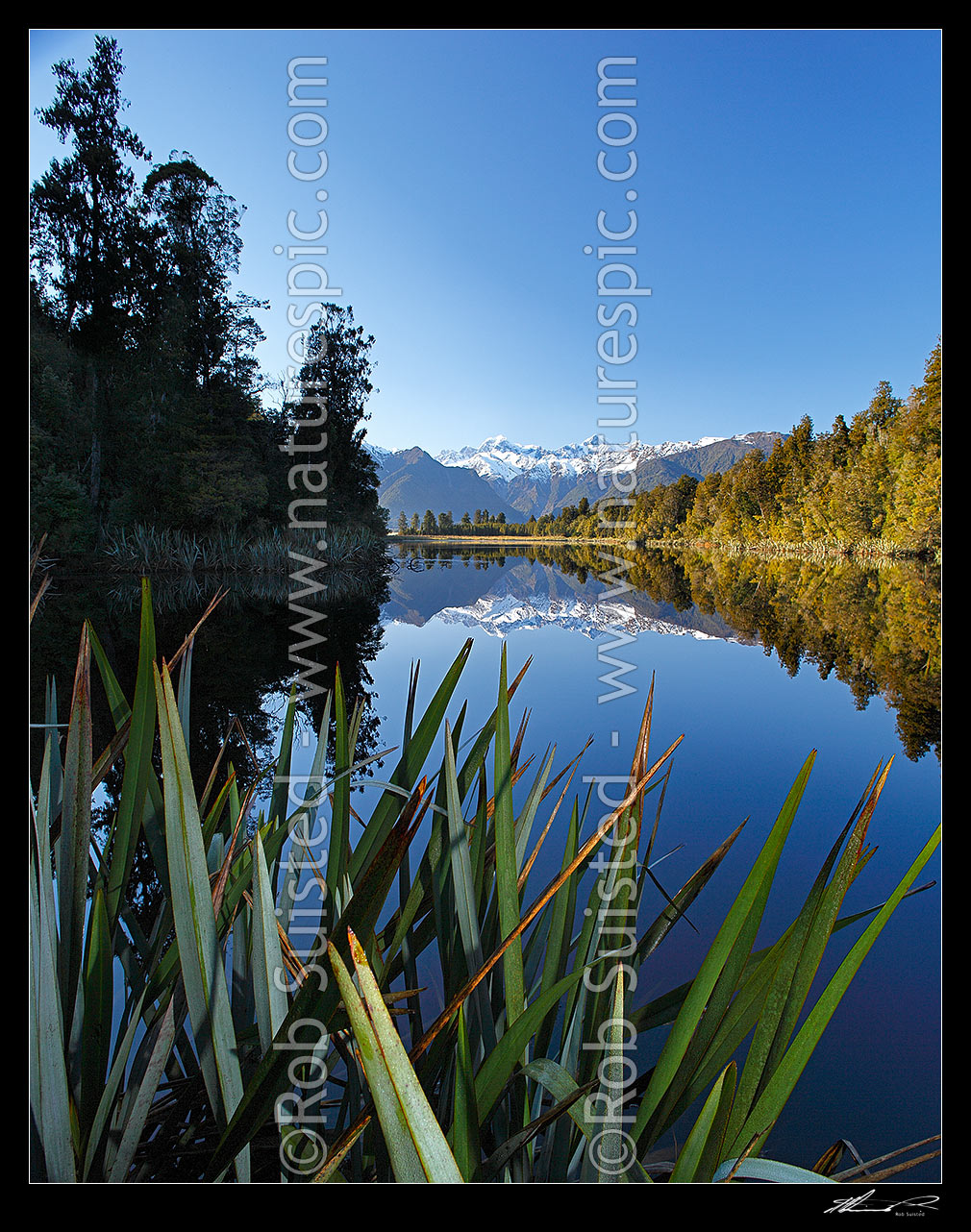 Image of Lake Matheson. Morning calm reflections on lake with Aoraki / Mount Cook (right;3754m) and Mount Tasman (left;3498m). Square format. South Westland, Westland National Park, Westland District, West Coast Region, New Zealand (NZ) stock photo image