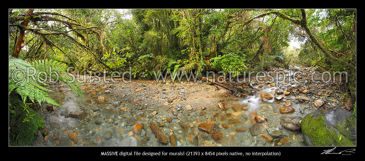 Image of Crystal clear forest river running through rainforest and tree ferns. Massive panorama file, Ross, Westland District, West Coast Region, New Zealand (NZ) stock photo image