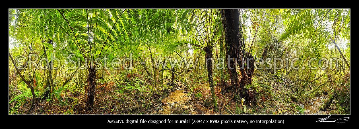 Image of Forest creek running through rainforest and tree ferns. Massive panorama file, Ross, Westland District, West Coast Region, New Zealand (NZ) stock photo image