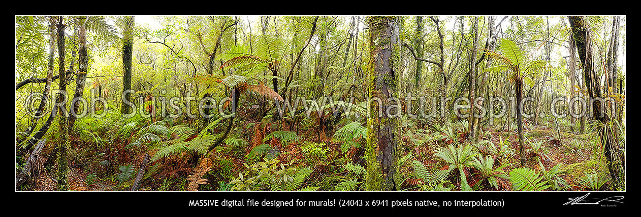 Image of Native rainforest with tree ferns and rimu trees. Massive panorama, Hokitika, Westland District, West Coast Region, New Zealand (NZ) stock photo image