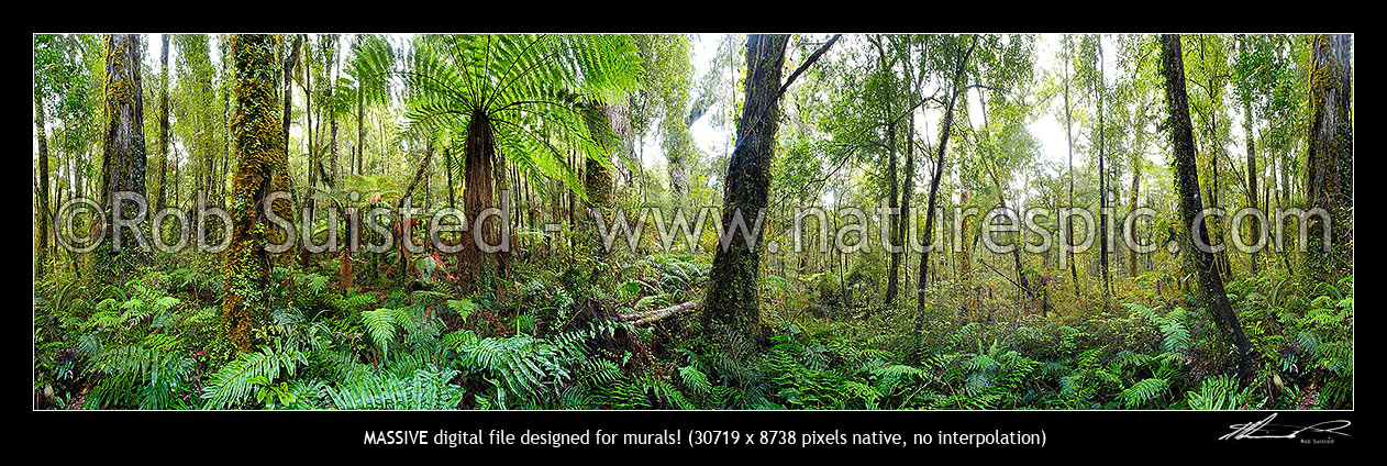 Image of Native rainforest with tree ferns and rimu trees. Massive panorama, Hokitika, Westland District, West Coast Region, New Zealand (NZ) stock photo image