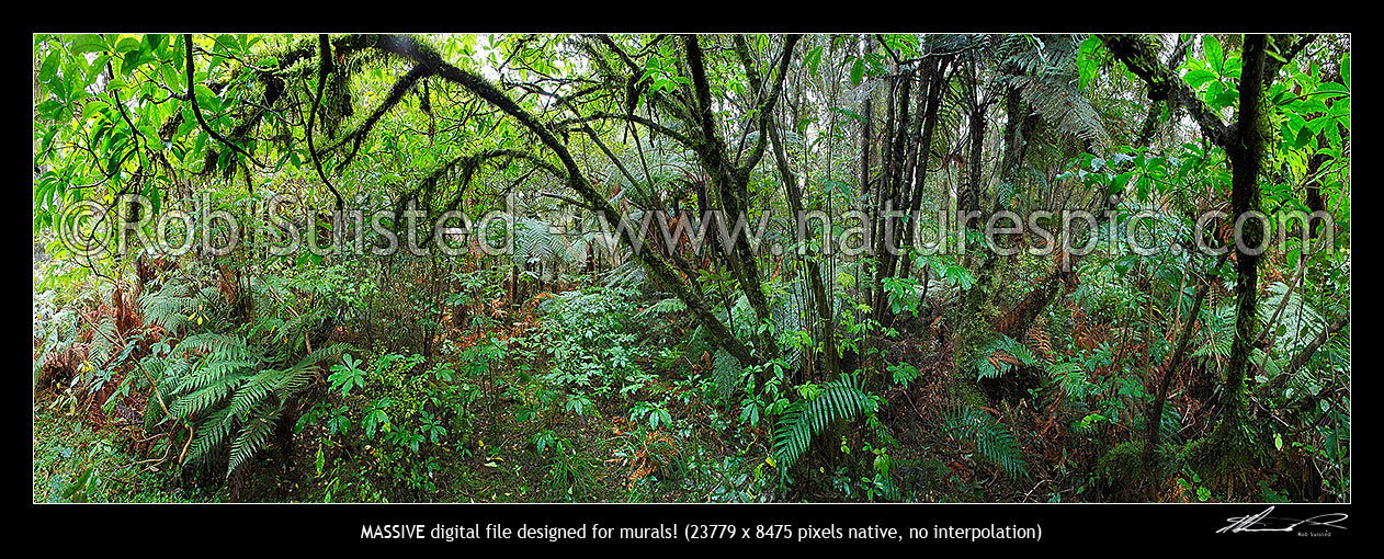 Image of Native broadleaf rainforest interior. Massive panorama, Hokitika, Westland District, West Coast Region, New Zealand (NZ) stock photo image