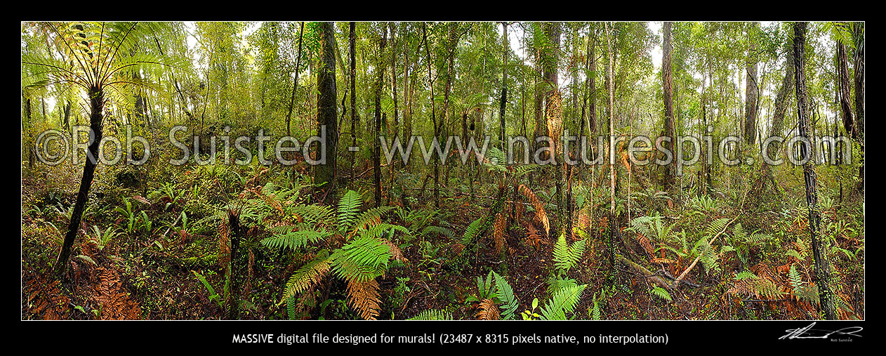 Image of Native rainforest with tree ferns and rimu trees. Massive panorama, Hokitika, Westland District, West Coast Region, New Zealand (NZ) stock photo image