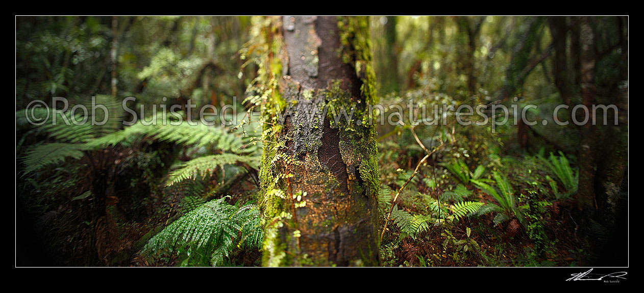 Image of Rimu tree (Dacrydium cupressinum) trunk, moss and ferns in lush rainforest, with arty blurry shift tilt focus. Panorama format, Hokitika, Westland District, West Coast Region, New Zealand (NZ) stock photo image