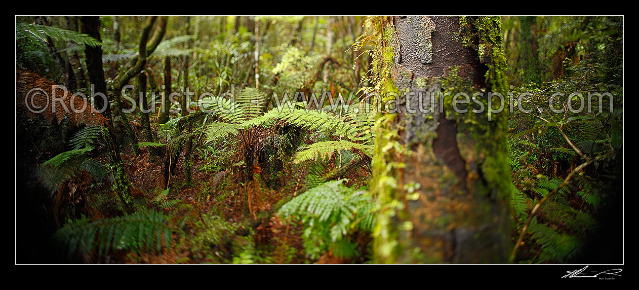 Image of Rimu tree (Dacrydium cupressinum) trunk, moss and ferns in lush rainforest, with arty blurry shift tilt focus. Panorama format, Hokitika, Westland District, West Coast Region, New Zealand (NZ) stock photo image