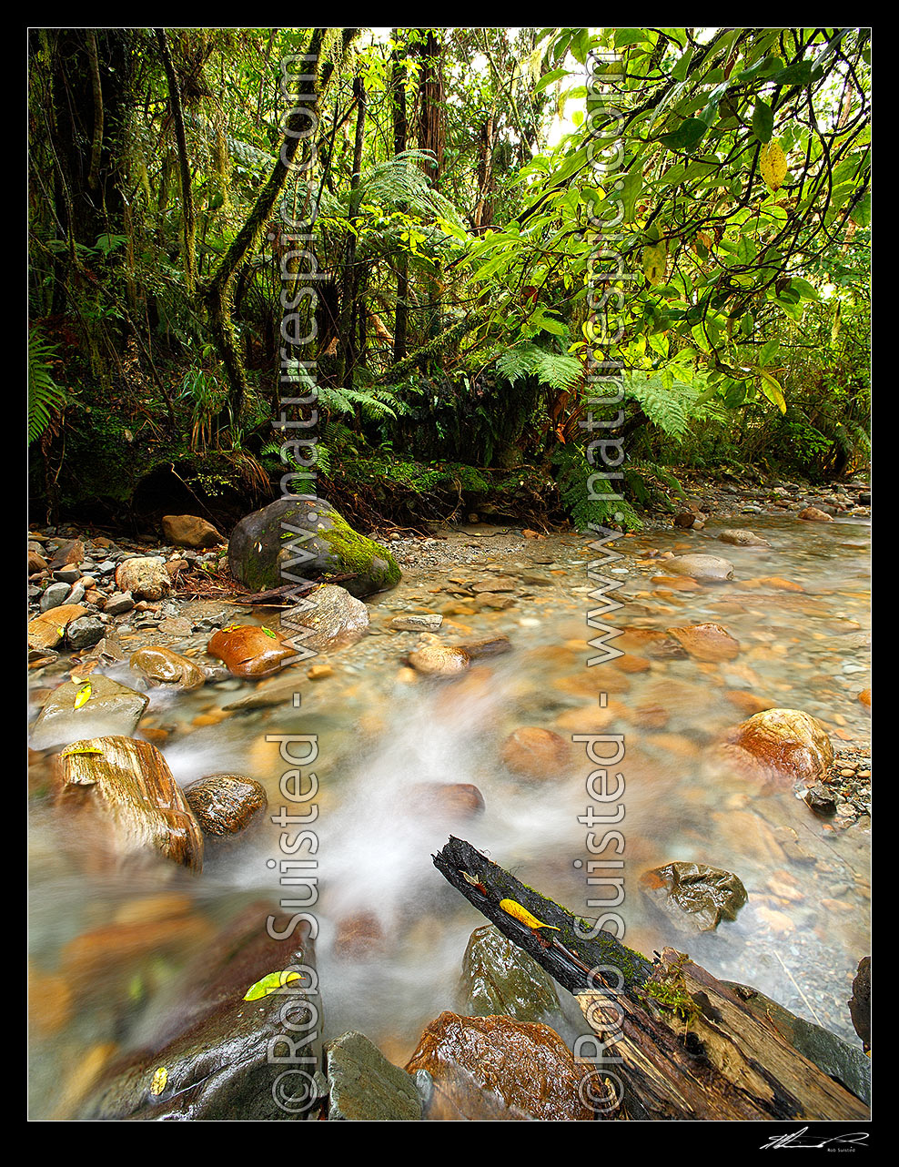 Image of Crystal clear forest river running through lush rainforest, tree ferns and supplejack. Sqaure format, Ross, Westland District, West Coast Region, New Zealand (NZ) stock photo image