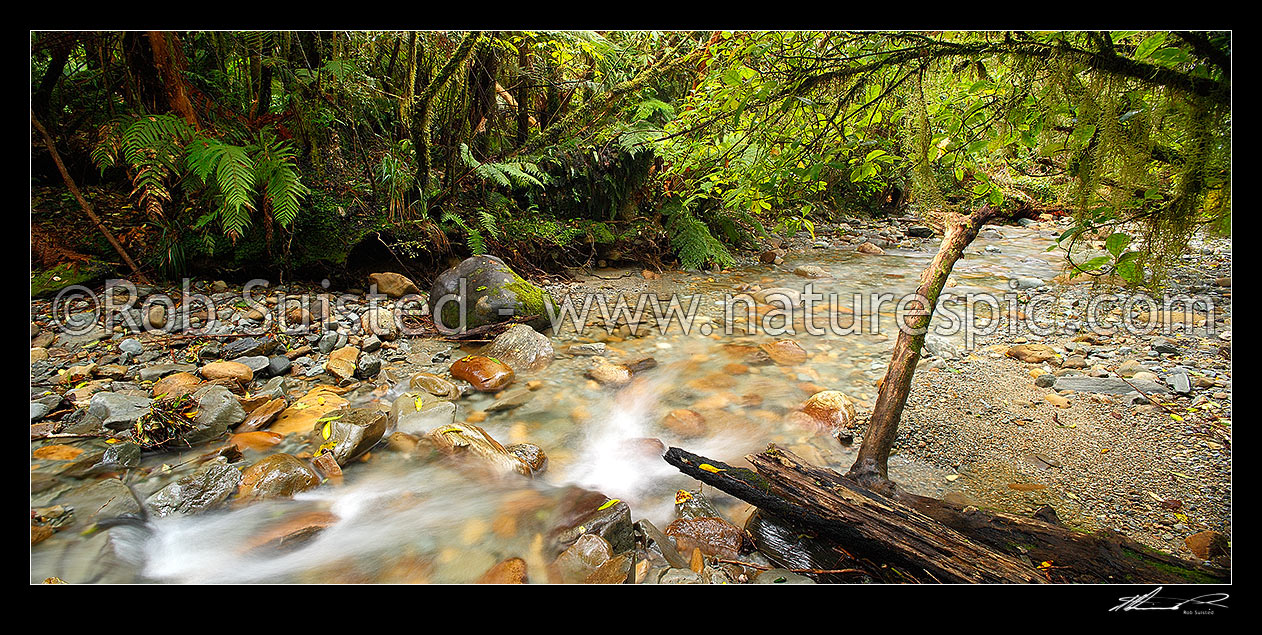 Image of Crystal clear forest river running through lush rainforest, tree ferns and supplejack. Panorama format, Ross, Westland District, West Coast Region, New Zealand (NZ) stock photo image