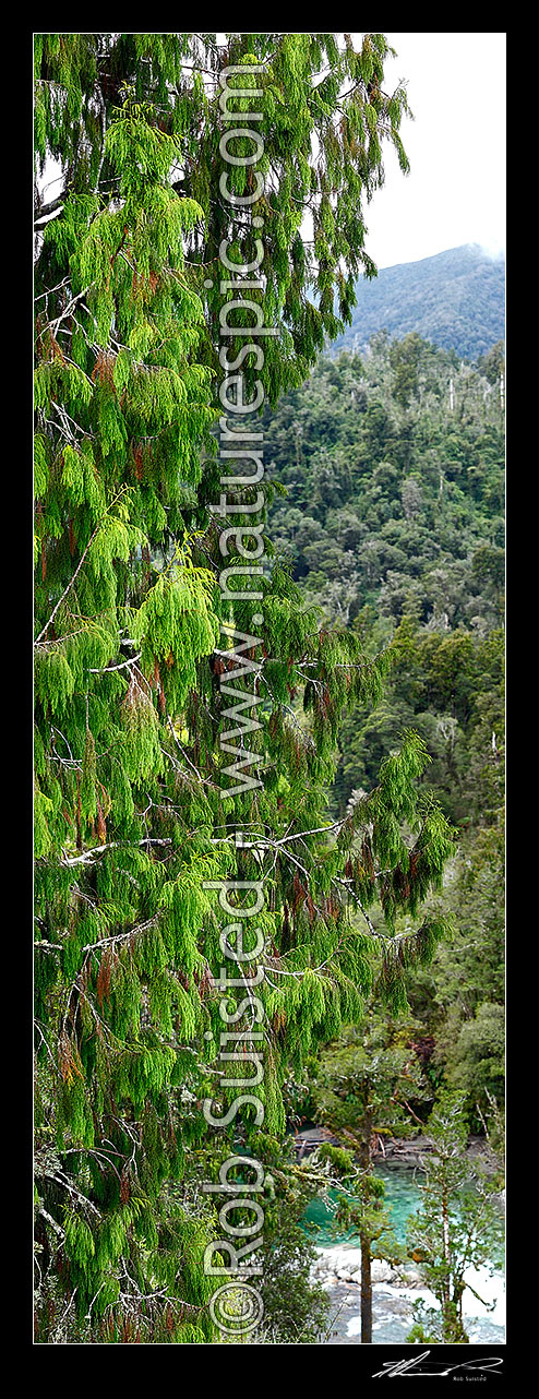 Image of Native Rimu tree crown foliage (Dacrydium cupressinum) above the Kakapotahi River. Vertical panorama, Westland District, West Coast Region, New Zealand (NZ) stock photo image