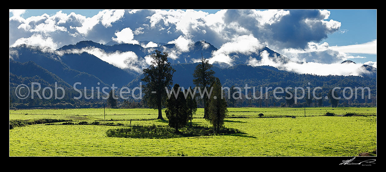 Image of Lush rural farmland in the Buller River Gorge near Berlins. Misty Mount William Range and forest behind. Panorama, Inangahua, Buller District, West Coast Region, New Zealand (NZ) stock photo image