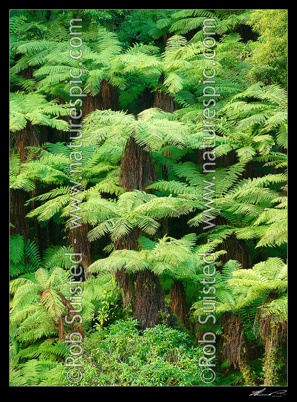 Image of New Zealand Tree ferns growing in abundance. Mostly soft tree ferns (Cyathea smithii) in a lush rainforest gully. Large panorama file suitable for murals, New Zealand (NZ) stock photo image