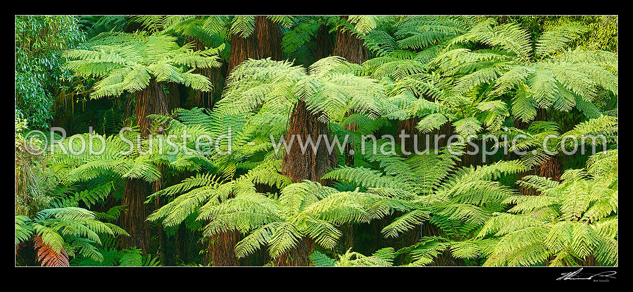 Image of New Zealand Tree ferns growing in abundance. Mostly soft tree ferns (Cyathea smithii) in a lush rainforest gully. Very large file, New Zealand (NZ) stock photo image