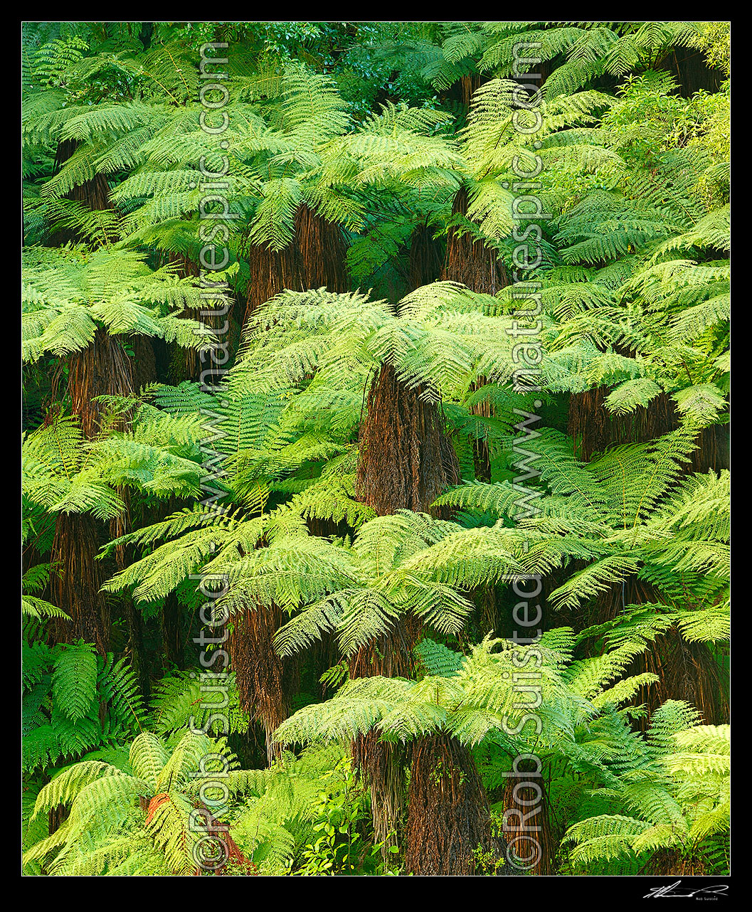 Image of New Zealand Tree ferns growing in abundance. Mostly soft tree ferns (Cyathea smithii) in a lush rainforest gully. Katote. Large panorama file, New Zealand (NZ) stock photo image