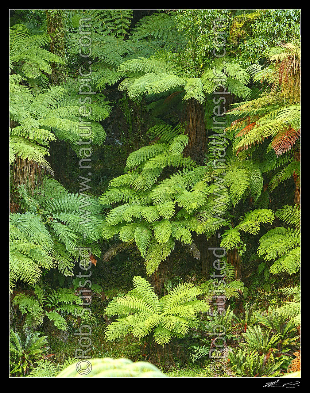 Image of New Zealand Tree ferns growing in abundance. Mostly soft tree ferns (Cyathea smithii) in a lush rainforest gully. Katote. Large panorama file, New Zealand (NZ) stock photo image